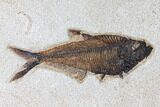 Framed Fossil Fish (Diplomystus) - Wyoming #122640-1